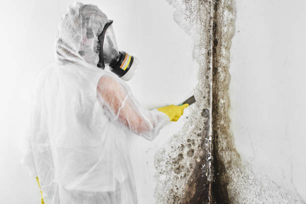 Best Toxic Mold Removal  in Suncrest, WA