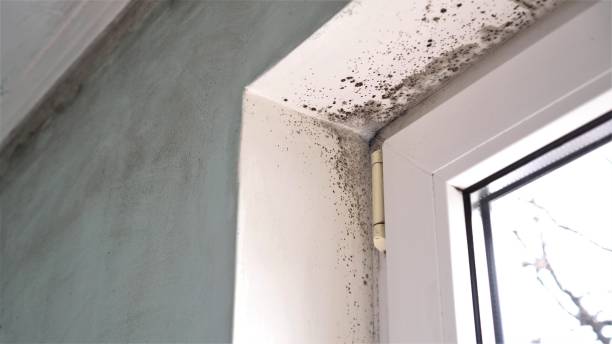 Best Attic Mold Removal  in Suncrest, WA