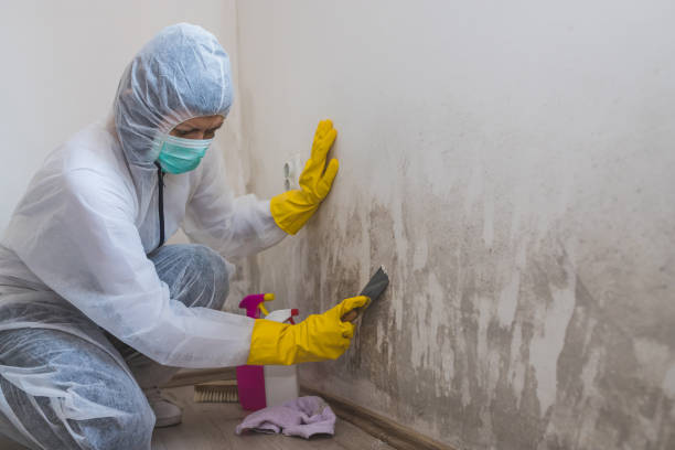 Best Mold Remediation  in Suncrest, WA