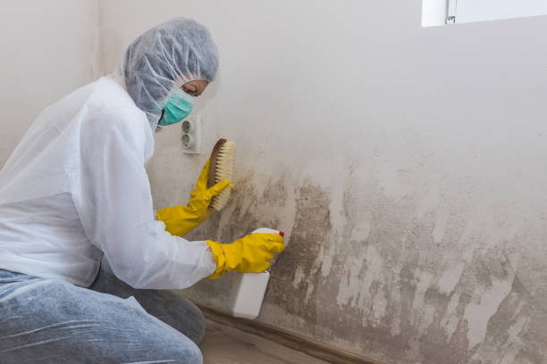 Mold Removal Process in Suncrest, WA
