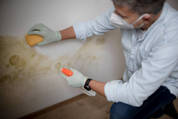 Best Certified Mold Removal  in Suncrest, WA