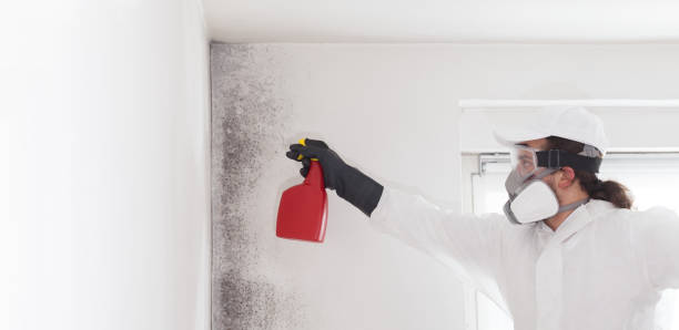 Best Mold Cleaning Services  in Suncrest, WA