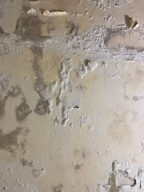 Best Mold Removal Company Near Me  in Suncrest, WA