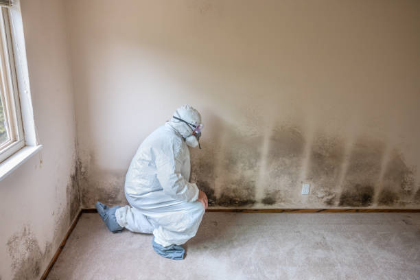 Best Professional Mold Removal  in Suncrest, WA