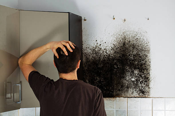 Best Same-Day Mold Removal  in Suncrest, WA